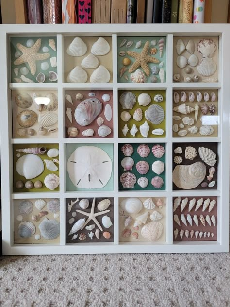 I just took an old frame and placed 10.5 pieces of paper for the backdrop. Used old shells from my various trips to create this! Framed Shell Art Seashells, Displaying Shells From Beach, Display Shells From Beach, Olive Shell Art, She’ll Display, Ideas For Shells From The Beach, Sea Shell Crafts Seashell Art Ideas, Display Sand Dollars, Things To Do With Shells From The Beach