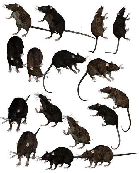 Rat Reference, Rattus Rattus, Rat Queens, Witch On A Broom, Rat Art, Samhain Halloween, Mouse Art, Halloween Graphics, Animated Animals