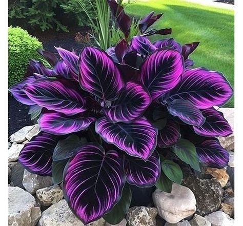 25+ Seeds Purple Tip Calathea Couture Flower Indoor or Outdoor Beautiful Plant - Search Shopping Asian Plants Outdoor, Blue Plants Indoor, Black Garden Plants, Porch Plants For Winter, Purple Hosta Plants, Tall Tropical Plants Outdoor, Weird House Plants, Purple Elephant Ears Plants, In Home Plants