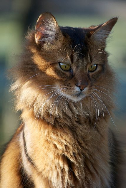 Snarf | by Solitary Lady Cat Poses, Cat References, Pretty Cat, Cat Oc, Cat Reference, Image Chat, Warrior Cats Art, Gorgeous Cats, Forest Cat