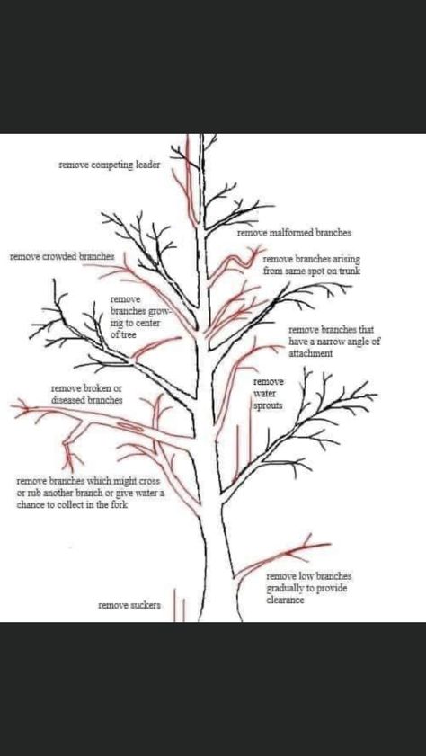 Bonsai Pruning, Pruning Fruit Trees, Bonsai Tree Care, Bonsai Techniques, Tree Pruning, Tree Care, Apple Tree, Trees And Shrubs, Bonsai Tree