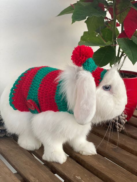 Christmas Dogs Funny, Bunny Clothes, Crochet Dog Clothes, Crochet Pet, Pet Bunny Rabbits, Rabbit Clothes, Happy Christmas Eve, Handmade Bunny, Easy Diy Christmas Gifts