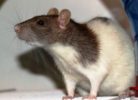 Great News! India Looks to Replace Animal Drug Testing with Humane Alternatives! Rat Photos, Hooded Rat, Rats Cute, Rat Illustration, Clever Animals, Animal Experiments, Baby Rats, Funny Rats, Fancy Rat