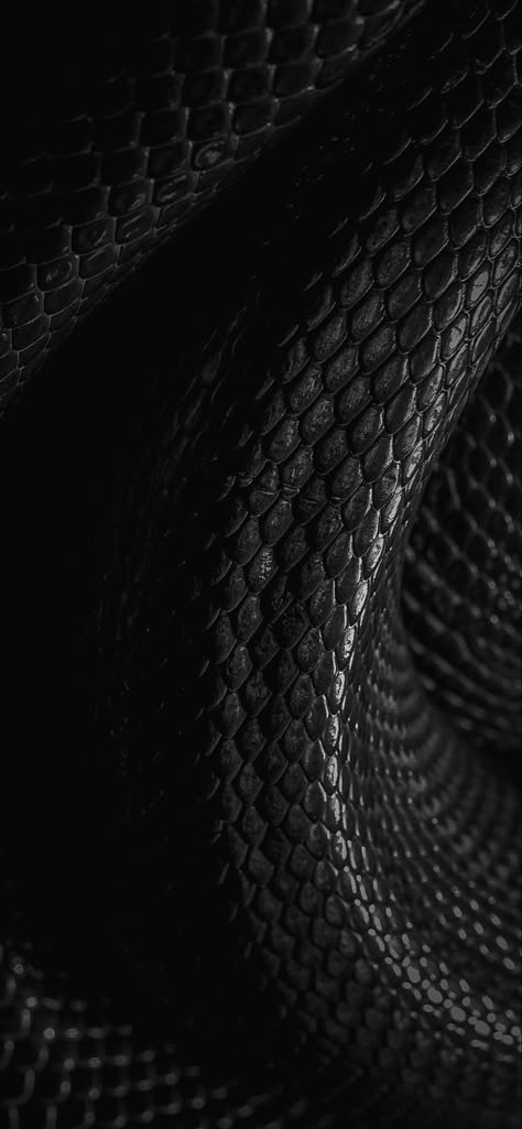 Paris Wallpaper Iphone, Snake Video, Horror Wallpapers Hd, Black Mamba Snake, Blvck Paris, Snake Wallpaper, Backgrounds Girly, Paris Wallpaper, Snake Charmer