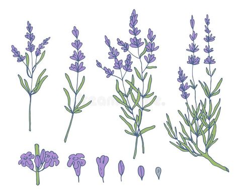 Lavender Sketch, Female Drawings, Female Drawing, Sketches Simple, Drawing Set, Stock Photography Free, Bullet Journal Ideas Pages, Arte Floral, Lavender Flowers