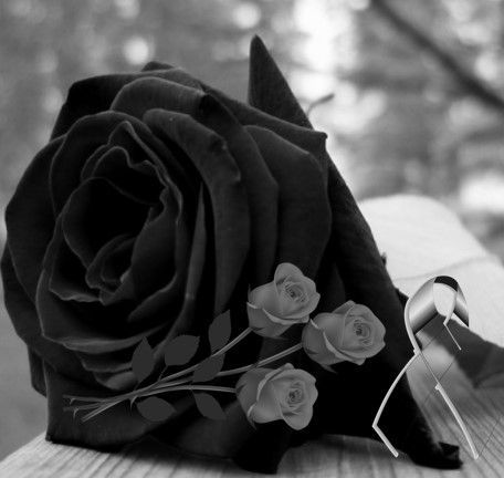 imagenes de rosas negras para whatsapp | Flores negras, Rosa arcoiris,  Fotos de flores rosas