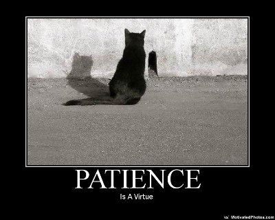 cat and mouse Virtue Quotes, Patience Citation, Okay Quotes, Patience Is A Virtue, Purposeful Living, Leadership Strategies, Patience Quotes, Brahma Kumaris, Be Patience