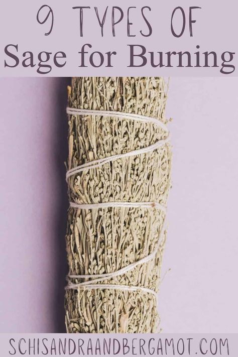 Different Smudge Sticks Meaning, Sage Herbal Remedies, Garden Sage Uses, Sage Types And Uses, Types Of Smudge Sticks, Diy Sage Smudge Sticks How To Make, Types Of Sage For Smudging, Making Sage Bundles, Wild Sage Plant