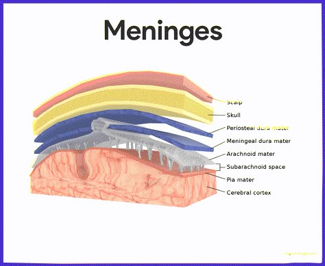 Nervous System Anatomy, Basic Anatomy, Basic Anatomy And Physiology, Medical Student Study, Brain Anatomy, Biology Lessons, Nursing School Studying, Nursing School Tips, Medical School Essentials