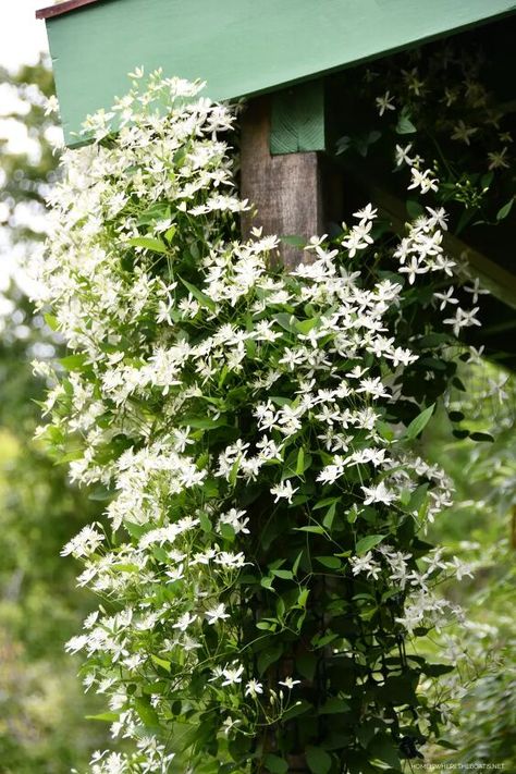 Over Achiever, Net Flowers, American Wisteria, Climbing Clematis, Metal Garden Fencing, Sweet Autumn Clematis, Shed With Porch, Pallet Projects Garden, Autumn Clematis