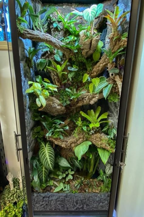 Bio Active Terrarium Frog, Diy Tree Frog Terrarium, Pretty Snake Enclosure, Terrarium For Frogs, Bioactive Enclosure Ideas, Diy Bioactive Terrarium, Ikea Vivarium, Amazon Tree Boa Enclosure, Tree Frog Paludarium