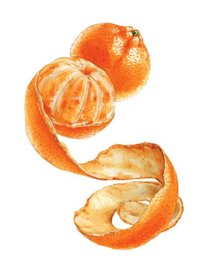 Watercolor illustrations Orange Fruit Watercolor, Orange Peel Drawing, Watercolor Tangerine, Tangerine Illustration, Tangerine Art, Mandarin Fruit, Peeled Orange, Orange Illustration, Watercolor Food Illustration