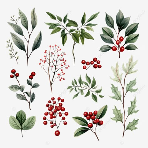 Christmas Berries Illustration, Winter Flower Drawing, Winter Berries Illustration, Holly Line Drawing, Winter Flowers Drawing, Holly Plant Tattoo, Christmas Flowers Drawing, Christmas Flower Drawing, New Years Drawing