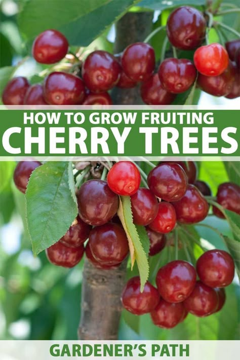 Growing Cherries, Growing Cherry Trees, Fruit Tree Garden, Nut Trees, Growing Fruit Trees, Cherry Trees, Landscape Beautiful, Growing Fruit, Tree Care