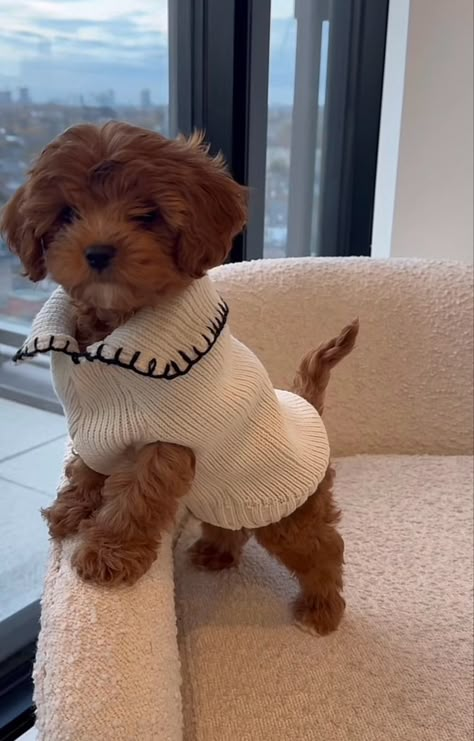 Cockapoo Puppies Aesthetic, Mini Poodle Outfits, Cute Small Breed Dogs, Small Cute Dogs Breeds, Fluffy Small Dog Breeds, Cute Dogs Fluffy, Maltipoo Grown Up, Boujee Dog Aesthetic, Puppy Asthetics Photos