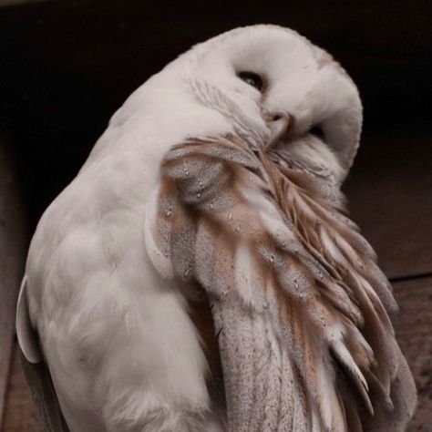 Discover more posts about athena aesthetic. Athena Aesthetic, Snow Owl, Targaryen Aesthetic, Owl Pictures, White Owl, Pretty Animals, Harry Potter Aesthetic, Sugar Glider, Barn Owl