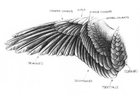 Crow Wing Anatomy, Wing Structure Drawing, Swan In Flight Drawing, Eagle Anatomy Drawing, Swan Feathers Drawing, Realistic Wings Drawing, Swan Wings Drawing, Raven Wings Drawing, Bird Wing Drawing