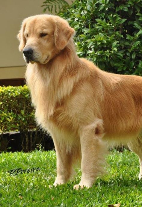 Lord Of The Rings Characters, Gold Retriever, Golden Retriever Training, Dog Rescue Stories, Golden Retriever Owner, Chien Golden Retriever, Golden Puppies, Really Cute Puppies, Really Cute Dogs