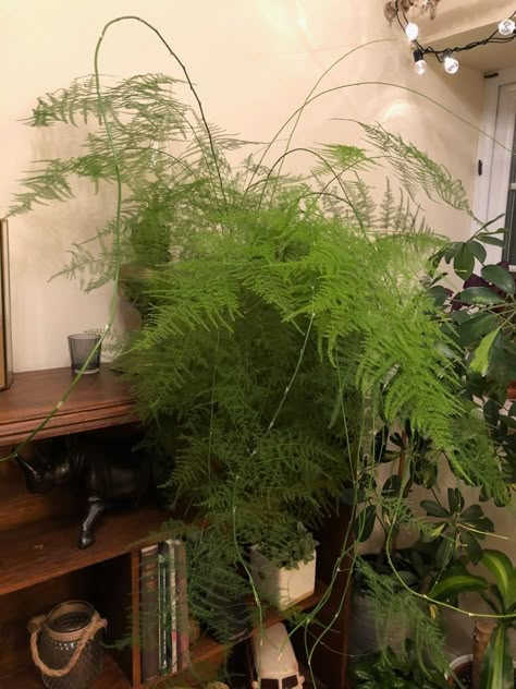 Asparagus Fern Care, Indoor Ferns, Asparagus Plant, Ferns Care, Kitchen Plants, Asparagus Fern, British Garden, Fern Plant, Indoor Planter