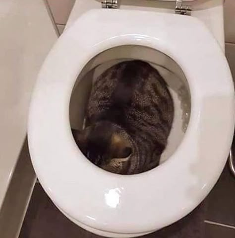 Funny Animal Pics, Animal Pics, Toilet Bowl, Funny Animal, A Cat, The Day, Bowl, Funny