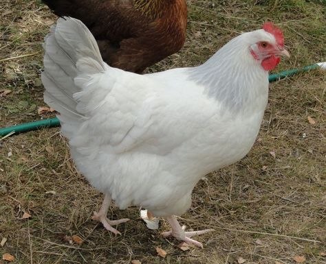 FIRST EGG Coronation Sussex and color mystery | BackYard Chickens Sussex Chicken, Jungle Fowl, 2d Felting, Best Laying Chickens, Poultry Breeds, Laying Chickens Breeds, Chicken Animal, Best Egg Laying Chickens, Brown Egg