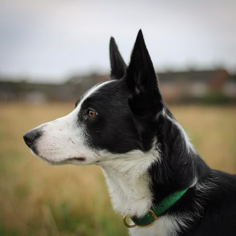 Dog Head Angles, Dog Refrences Photos, Border Collie Reference, Dog Looking Down, Animal Side Profile, Dog Reference Photo, Dog Side Profile, Beautiful Side Profile, Dog Side View