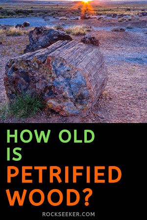 How old is petrified wood? This article will not only explain how old petrified wood is, but also how scientists know how to date fossils like petrified wood. #petrifiedwood #fossils #rockseeker Petrified Wood Decor, Rock Collection Display, Rarest Gemstones, Agate Rocks, Petrified Forest National Park, Fossilized Wood, Fossil Hunting, Rocks And Fossils, Petrified Forest