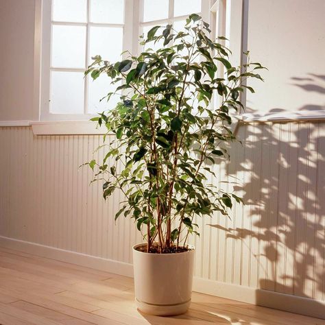 Tall House Plants, Indoor Tree Plants, Peace Lily Plant Care, Best Indoor Trees, Goldfish Plant, Tall Indoor Plants, Weeping Fig, Easy Care Houseplants, Ficus Benjamina