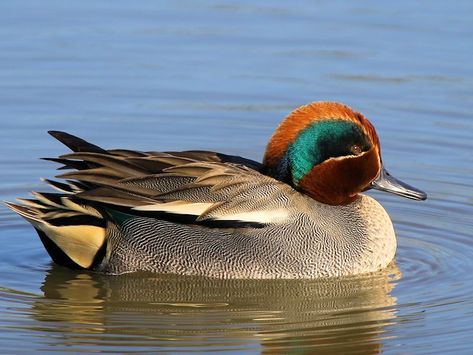 Teal duck Teal Pictures, Teal Duck Mounts, Blue Winged Teal Duck, Ducks In Water, Redhead Duck, Male Duck, Wild Ducks, Duck In Pond Painting, Teal Duck