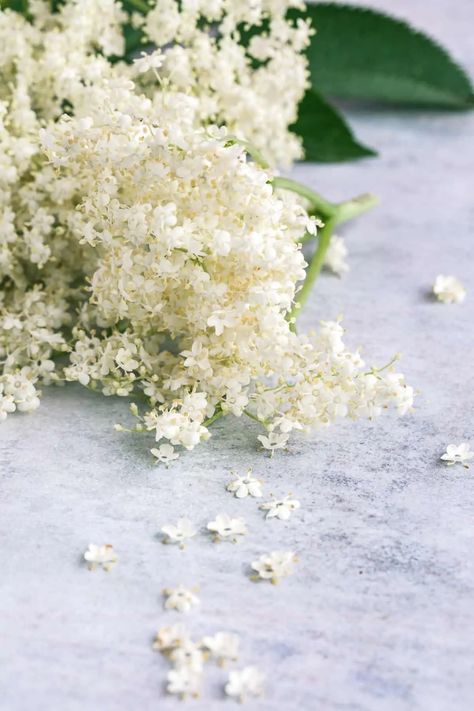 elderflower juice recipe Elderflower Recipes, Elderflower Tea, Elderberry Flower, Elderberry Juice, Homemade Elderberry, Homemade Kombucha, Elderflower Cordial, Smelling Flowers, Recipes Learn