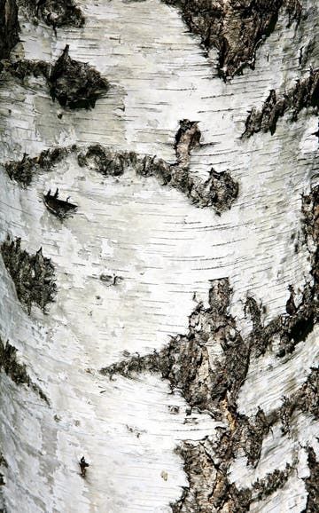 Birch bark texture stock image. Image of background, timber - 15754891 Background Sunlight, Tree Scape, Bark Wallpaper, Bark Texture, Birch Logs, Closeup Photo, Texture Wallpaper, Birch Bark, Wallpaper Designs