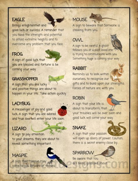 Animal Omens | Book of Shadows Druidic Animals, Animals With Meaning, Meaning Of Animals, Animal Omens, Spirit Animals Book, Animal Totem Spirit Guides, Spirit Animal Meaning, Animal Meanings, Spiritual Animal