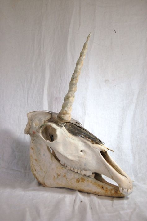 Unicorn Skull Medieval Unicorn, Unicorn Skull, Horse Skull, Skull Reference, Paper Mache Clay, Taxidermy Art, Last Unicorn, Bone Crafts, Vulture Culture