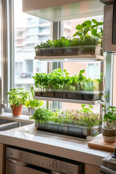 Grow your own fruit, veg and micro greens in a small kitchen garden using these tips. Indoor Herb Garden Shelf, Kitchen Garden Aesthetic, Apartment Patio Garden Veggies, Herbs Pots Ideas, Indoor Kitchen Garden Ideas, Indoor Garden Bed, Indoor Home Garden, Indoor Garden Setup, Micro Kitchen Ideas