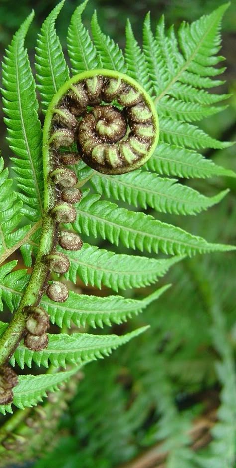 Koru, New Zealand                                                                                                                                                                                 Mehr Fern Backyard, Nz Plants, New Zealand Fern, Spirals In Nature, Fiddlehead Ferns, Fern Tattoo, Ferns Garden, Maori Designs, Nz Art