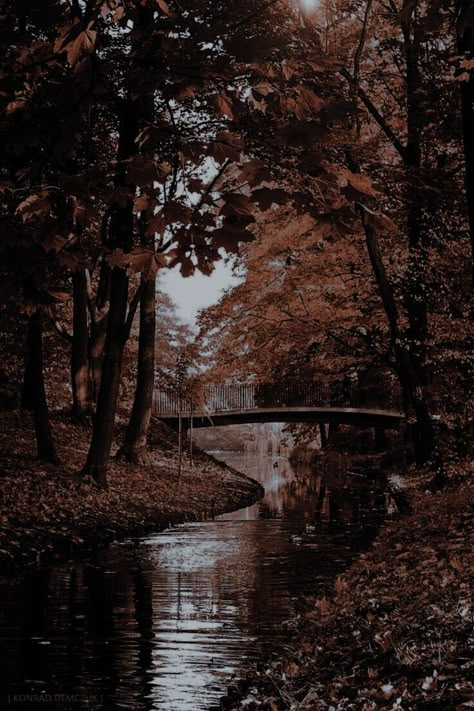 Brown Eyes Aesthetic, Dark Academia Wallpaper, Venomous Snakes, Academia Wallpaper, Dark Autumn, Pretty Landscapes, Autumn Scenery, Dark Academia Aesthetic, Fall Pictures