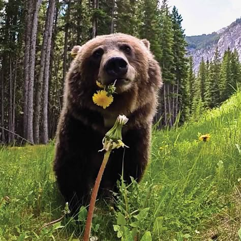 Silly Bears, Bear Pictures, Bear Art, Grizzly Bear, Sweet Animals, Animal Photo, Nature Animals, Cute Bears, Brown Bear