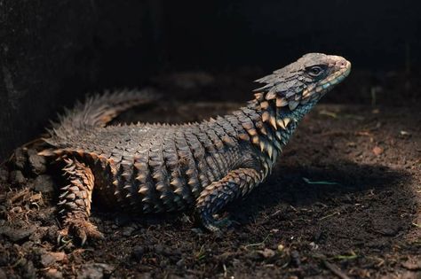 Smaug giganteus Armadillo Girdled Lizard, Giant Girdled Lizard, Smaug Giganteus, Lizard Wallpaper, Armadillo Lizard, Funny Animal Pics, Lizard Habitat, Dog Portraits Art, Animals Funny