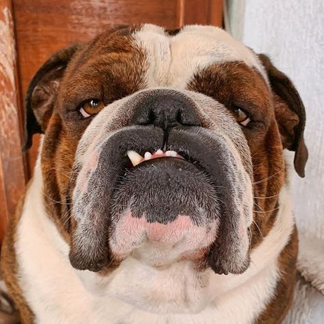 The Great British Bulldog on Instagram: “This is my happy face 🥰🥰😂😂 @tomthebulldog 🐶🇬🇧❤️To feature your bulldog 👉 #ShareABull #TheGreatBritishBulldog👌” Dog Types, Emily English, Face Dog, Dog Faces, Bulldog Pics, Baby Pugs, English Bulldog Puppies, Black Lab Puppies, Boston Terrier Puppy