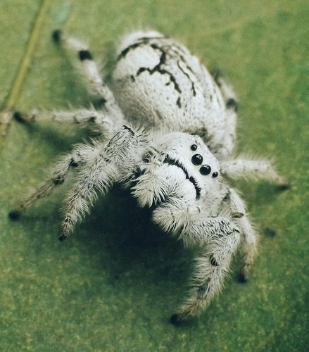 Jumping Spider Species, Jumping Spider Photography, White Jumping Spider, Cool Looking Spiders, Spiders Species, Spiders Aesthetic, Unique Spiders, Pretty Spiders, Cool Spiders