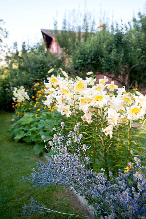 Easy Perennials, Tattoo Plant, Hardy Hibiscus, Lily Garden, Best Perennials, Perennial Border, Garden Stand, Fragrant Plant, Have Inspiration