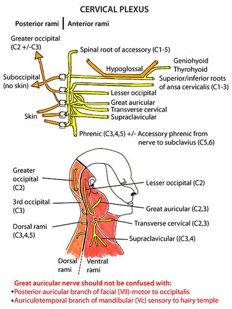 Instant Anatomy - Head and Neck - Nerves - Somatic nerves - Cervical ...