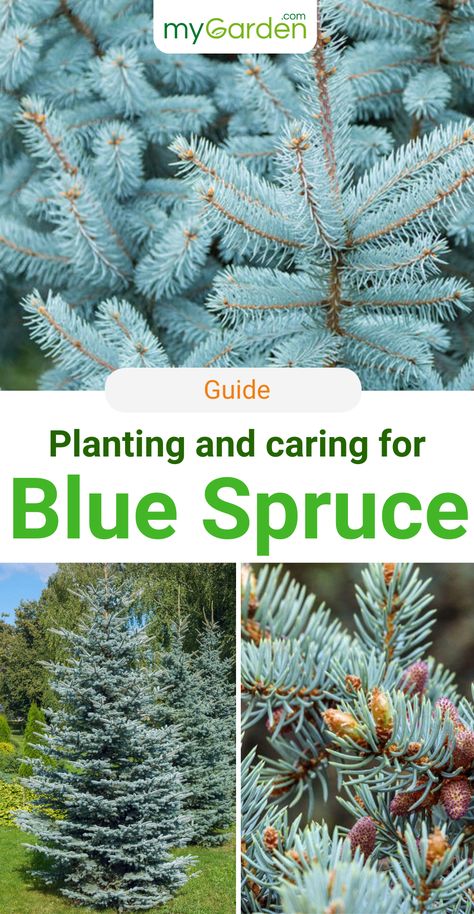 The blue spruce is a popular Christmas tree and definitely a very decorative element in the garden. It reaches sizes between 5.90 and 13.77 feet and has extremely pointed and sharp needles, which can reach a size of about 1.18 inches. We summarized all information for you like the best location, soil, how to plant, and care. You can plant the blue spruce all year long: plant your own Christmas tree for the future now. #mygarden #bluespruce #christmastree Colorado Blue Spruce Tree, Colorado Blue Spruce Landscaping, Blue Spruce Tree Landscaping, Blue Spruce Landscaping, Montana Landscaping, Blue Spruce Christmas Tree, Year Embroidery, Blue Atlas Cedar, Blue Spruce Tree