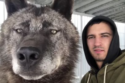 Canadian wolf | protothemanews.com Wolf Hybrid Dogs, Planet Video, Pet Wolf, Largest Wolf, Big Wolf, Wolf Hybrid, Hybrid Dogs, Dire Wolf, Wolf Love