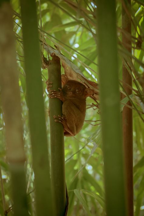 Photo by @ellmirage taken at Bohol Philippines 🐒🌿  . . #Philippines #Tarsier #Bohol #Travelphotography #Monkey #Yoda #Travel #Cute #Animal Bohol Philippines Photography, Philippines Photography, Bohol Philippines, Broken Screen Wallpaper, Broken Screen, Bohol, Screen Wallpaper, Photo Ideas, Philippines