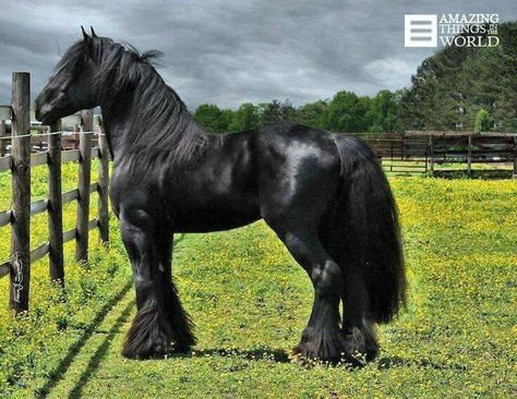 Black Clydesdale Ahal Teke, Regnul Animal, Clydesdale Horses, Big Horses, Black Horses, Most Beautiful Horses, Friesian Horse, Majestic Horse, Horse Crazy