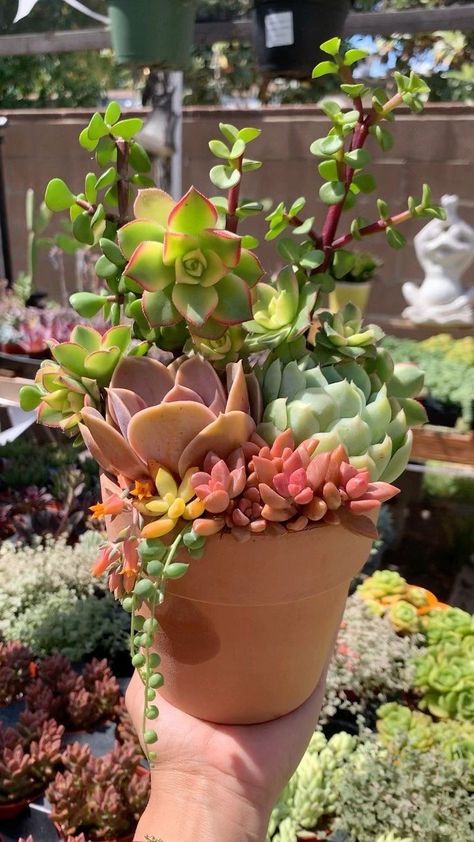 Succulent Pots Diy, Succulent Arrangements Diy, Miniature Garden Diy, Mini Cactus Garden, Elephant Bush, Greenery Garden, Succulent Garden Landscape, Cactus Arrangement, Succulent Display