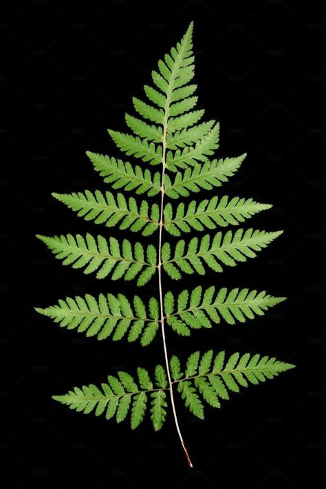 Painting On Music, Dinosaur Tattoo Ideas, Ap Art Projects, Tree Scape, Flower On Black Background, Fern Illustration, Tablecloth Embroidery, Wild Leaves, Fern Tree