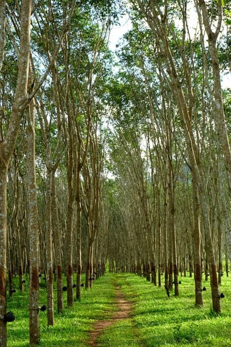 Rubber Tree Plant, Hevea Brasiliensis, Save Planet, Save Planet Earth, Save Trees, Rubber Plant, Rubber Tree, Plant Wallpaper, Tree Tops