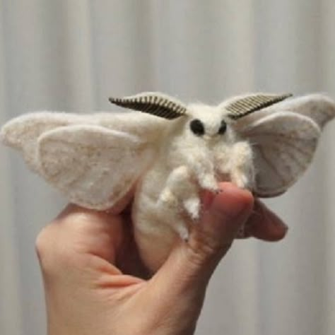 While some people hate and even fear moths I find them rather amazing and would like to try and change peoples views on these unusual creatures. Venezuelan Poodle Moth, Fluffy Moths, Cute Moths, Poodle Moth, White Moth, Rosy Maple Moth, Moth Species, Cute Moth, Atlas Moth